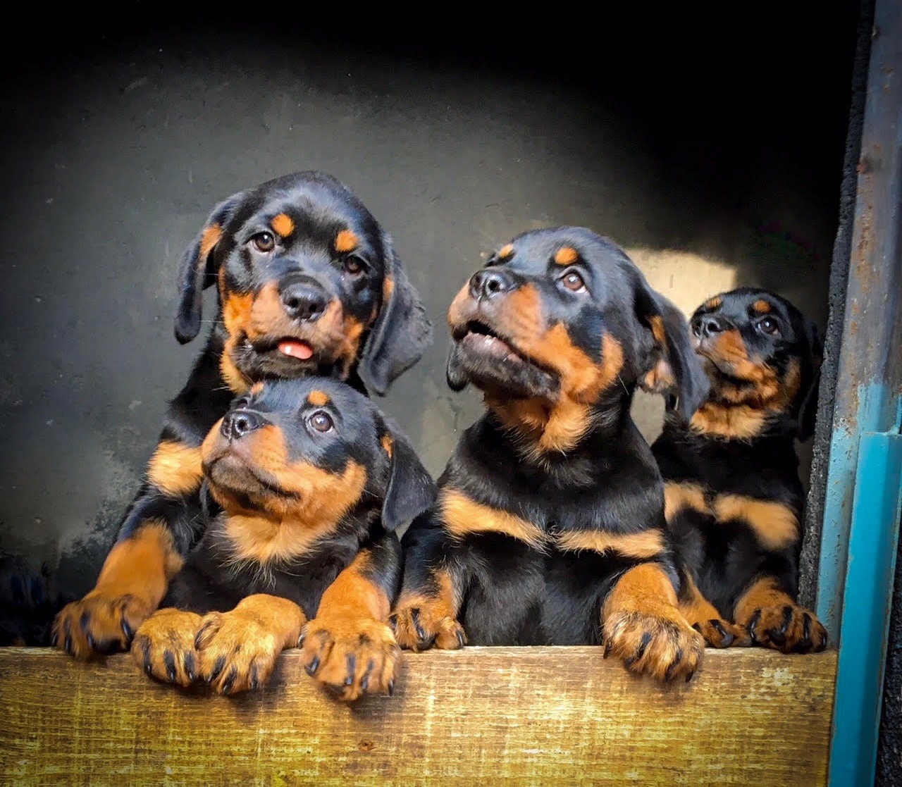 FAMÍLIA ROTTGARTEN VON RAVACHE (4)