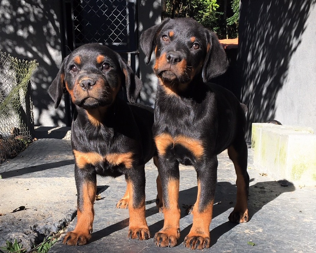 VANTAGENS EM COMPRAR FILHOTES NO ROTTGARTEN