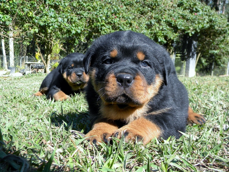 FILHOTES ROTTGARTEN (17)