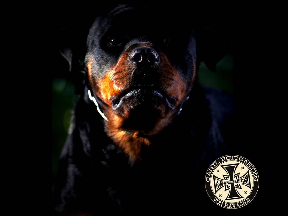 SITE ROTTGARTEN VON RAVACHE INTRO JOHANN