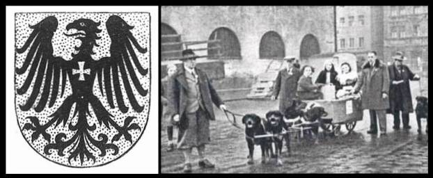 História do Rotweiler desfile Alemanha Canil Rottgarten Von Ravache