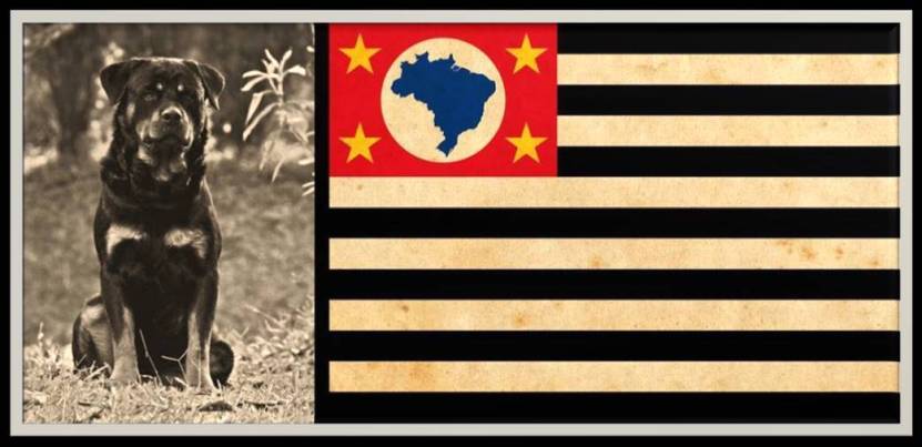 História do Rotweiler fenótipos Alemanha Canil Rottgarten Von Ravache