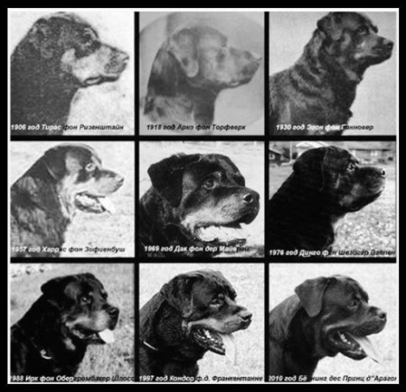 História do Rotweiler fenótipos Alemanha Canil Rottgarten Von Ravache