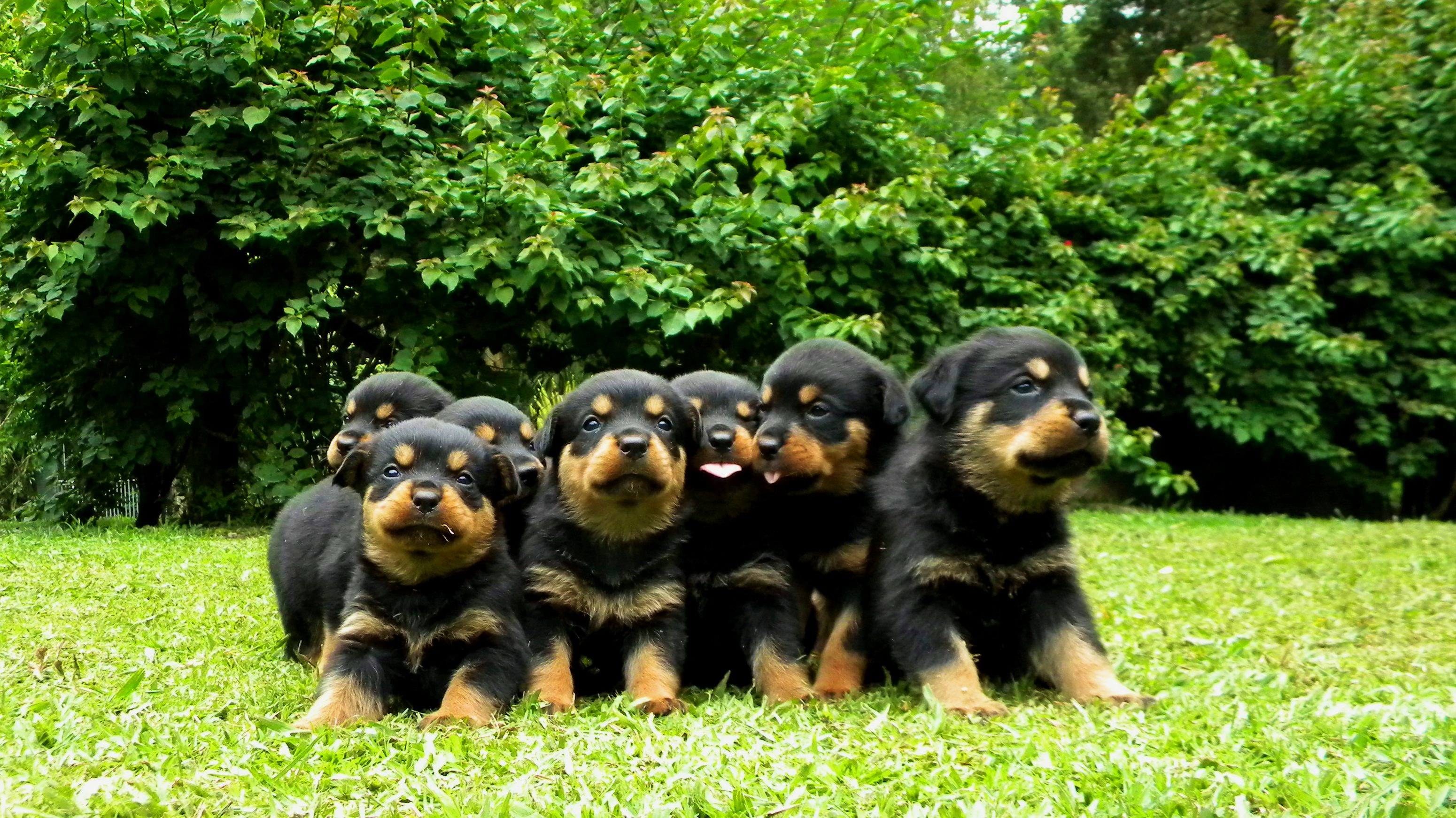 NINHADAS ROTTGARTEN PÁGINA DE VENDAS