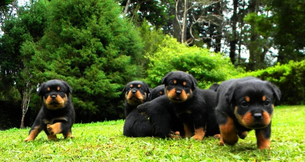 FILHOTES SITE ROTTGARTEN