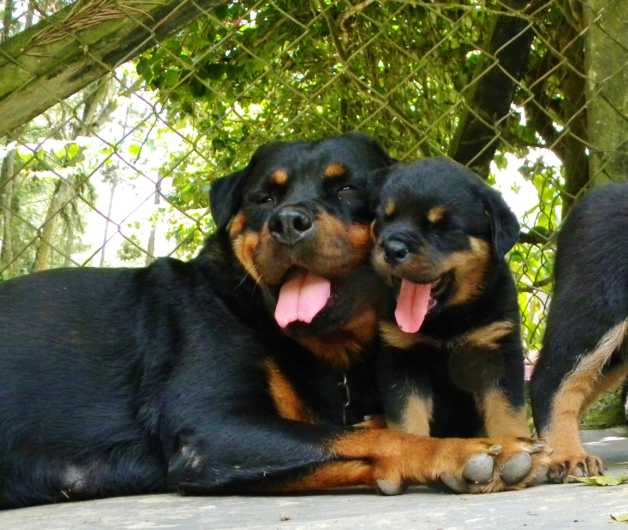 PÁGINA FILHOTES ROTTGARTEN VENDAS