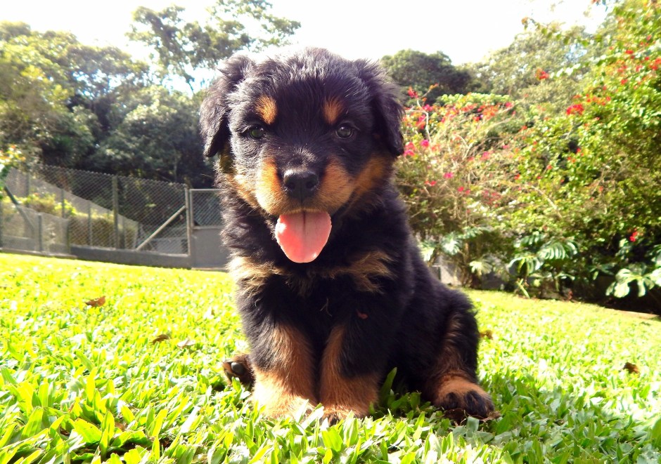 VANTAGENS EM COMPRAR UM FILHOTE NO ROTTGARTEN A