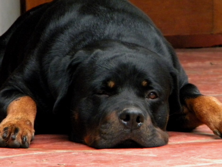 EVIL THOR HEAVY METAL LABEL (2)