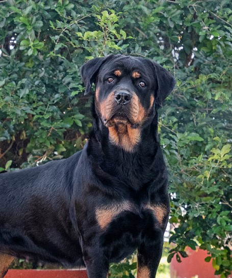 BELA VISTA (2) - Copy