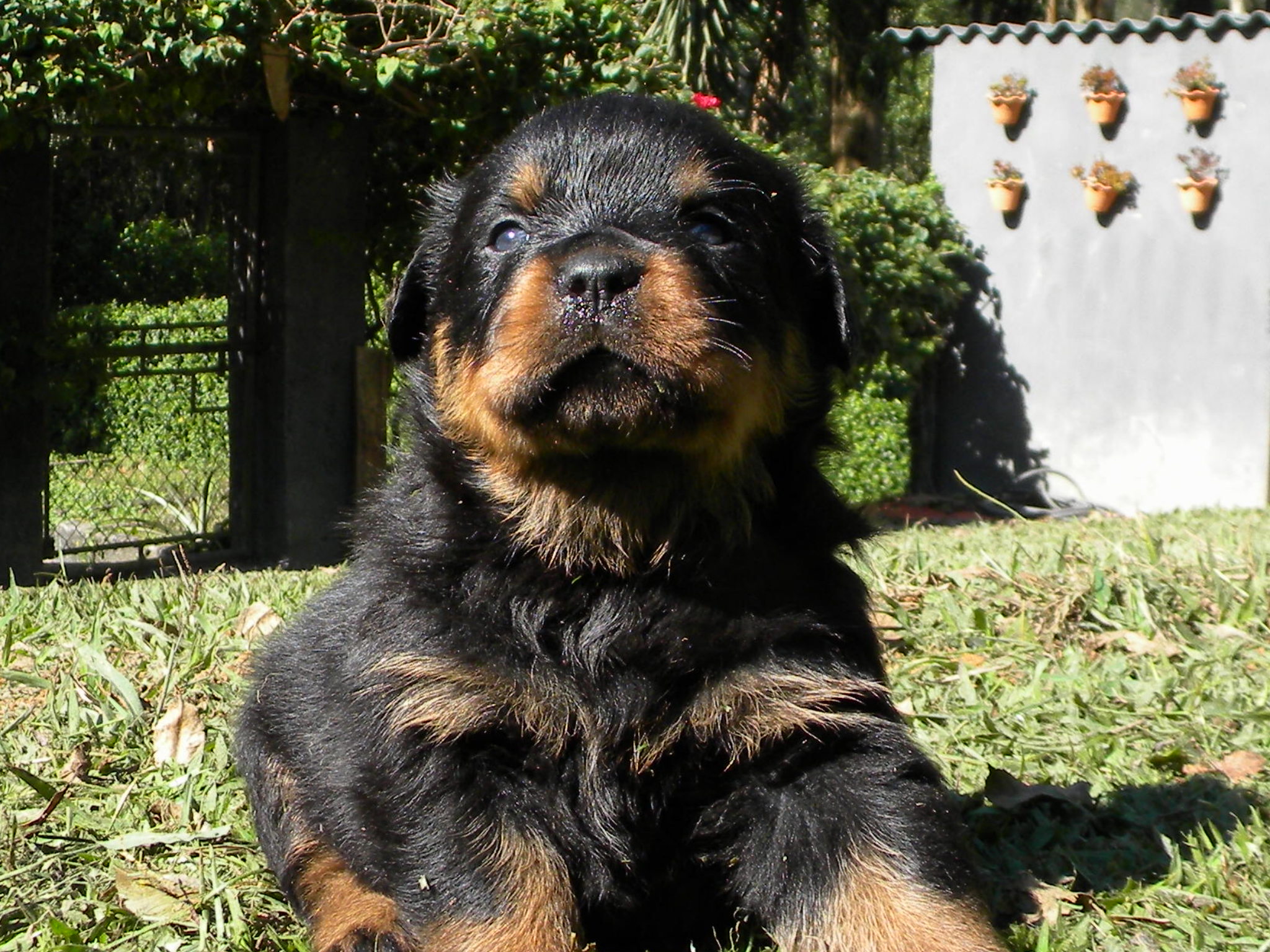 FILHOTES VEGAS x TREVOR (62)