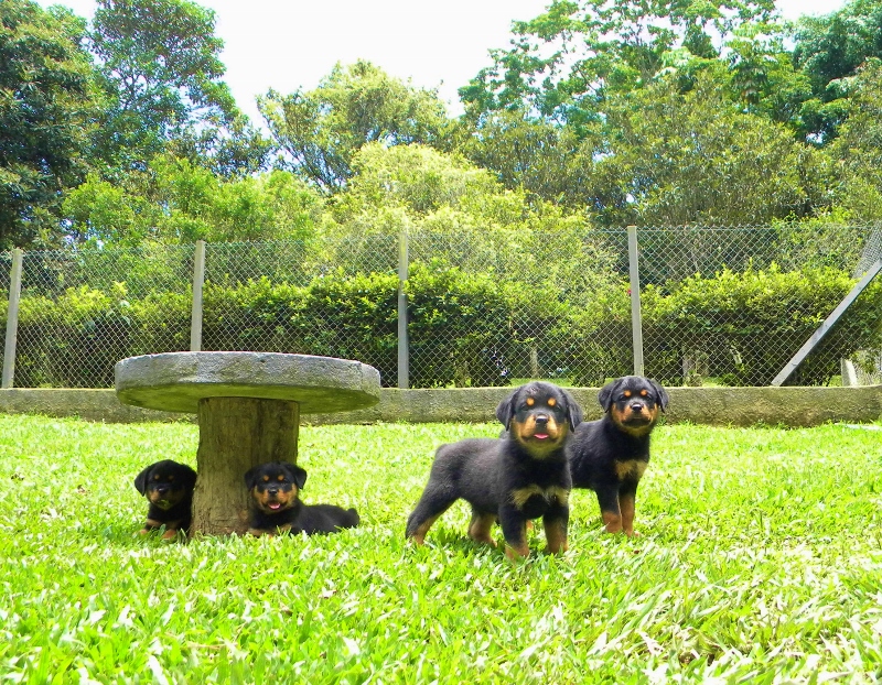 ROTTGARTEN VON RAVACHE